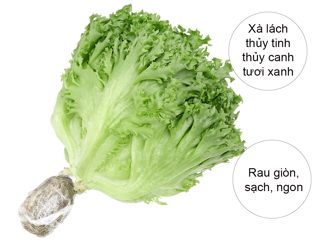 Xà lách thủy tinh thủy canh từ 200g